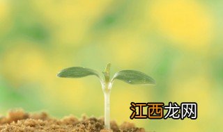 双子叶植物种子和单子叶植物的区别 双子叶植物的叶片有何不同