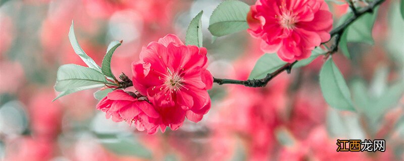 桃花几点开花(一天 桃花几点开花