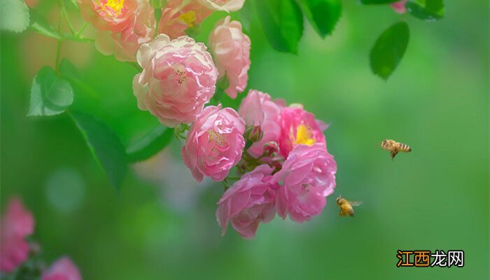 蔷薇花语是什么意思 蔷薇花语是什么