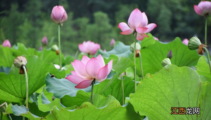 花开放的时间顺序 花开放的时间