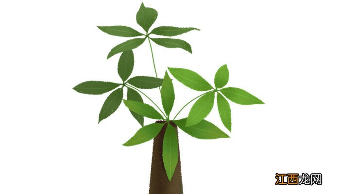 客厅摆什么植物招财旺家 客厅摆什么植物招财