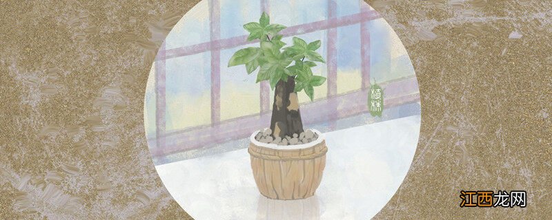 客厅摆什么植物招财旺家 客厅摆什么植物招财