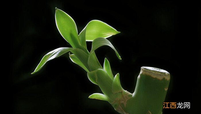 客厅摆什么植物招财旺家 客厅摆什么植物招财