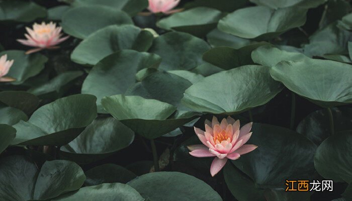 家里为什么不能养睡莲 睡莲喜阴还是喜阳
