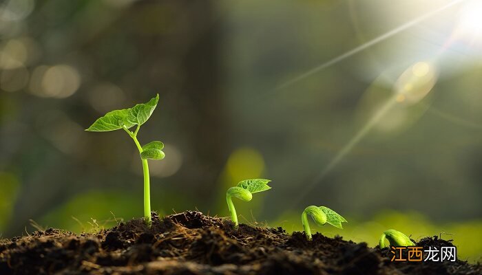 植物生长的过程图片 植物生长的过程