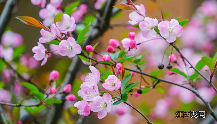 日本木瓜怎么养殖 日本木瓜怎么养