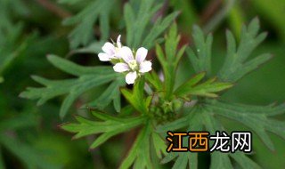 老鹤草别名是什么 植物老鹤草还叫什么