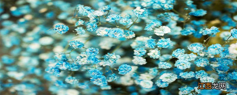 蓝色满天星的花语和寓意 蓝色满天星的花语