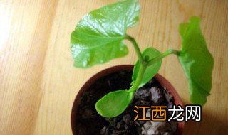 魔豆怎么种植 魔豆的种植技巧