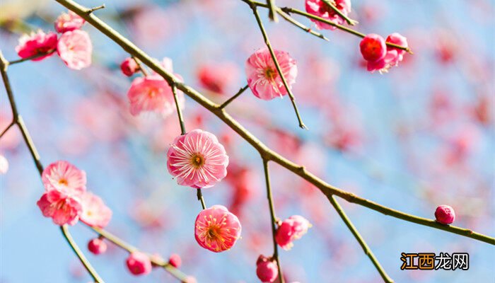 梅花几月开花哪个季节 梅花几月开花