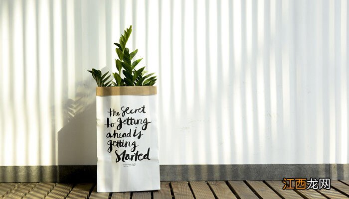 橡皮树放在哪里旺风水好 橡皮树放在哪里旺风水