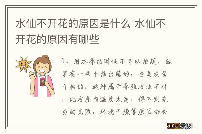 水仙不开花的原因是什么 水仙不开花的原因有哪些