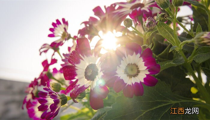 翠菊花的花语和寓意 翠菊花语是什么意思