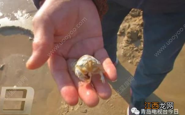 青岛市民组团挖“海知了”，专家：再吃又要灭绝了