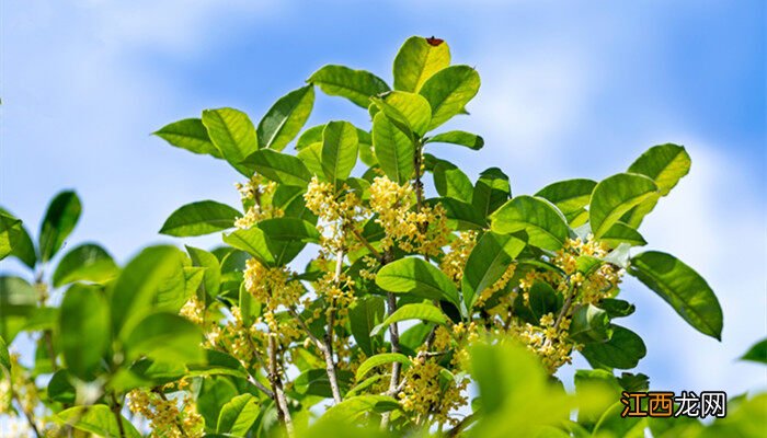 桂花树怎么嫁接成活率高 桂花树怎么嫁接