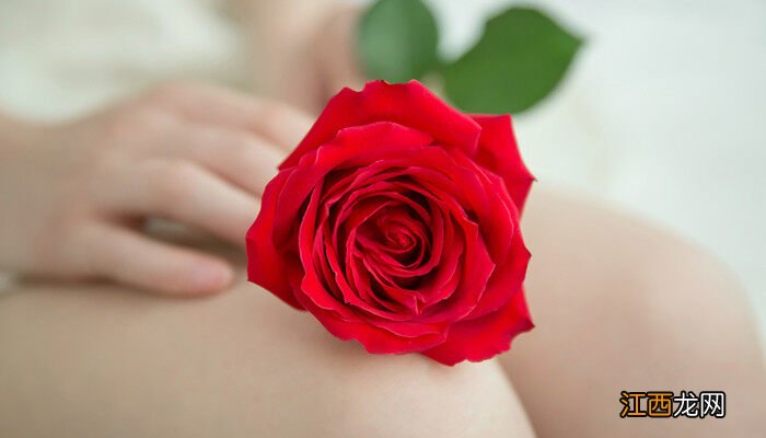 一朵玫瑰花代表什么意思 一朵玫瑰花代表什么