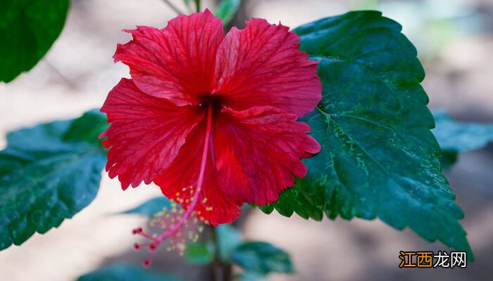 芙蓉花的养殖方法和注意事项 芙蓉花的养殖方法