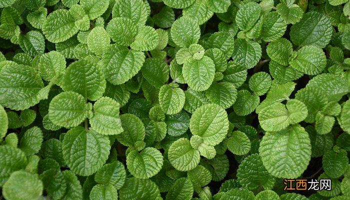 驱蚊绿植排名第一名 室内驱蚊植物有哪些