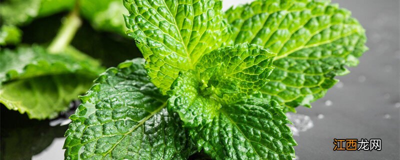 驱蚊绿植排名第一名 室内驱蚊植物有哪些