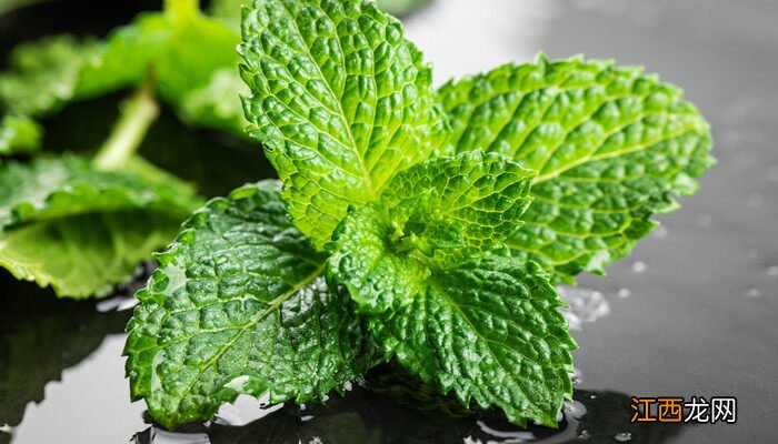 驱蚊绿植排名第一名 室内驱蚊植物有哪些