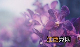 赞美兰花开放优美句子 赞美兰花开放优美的10个句子