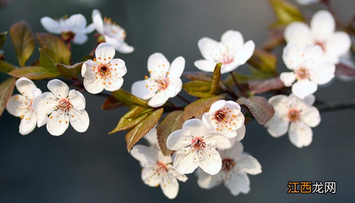 樱花的特点是什么 樱花的特点