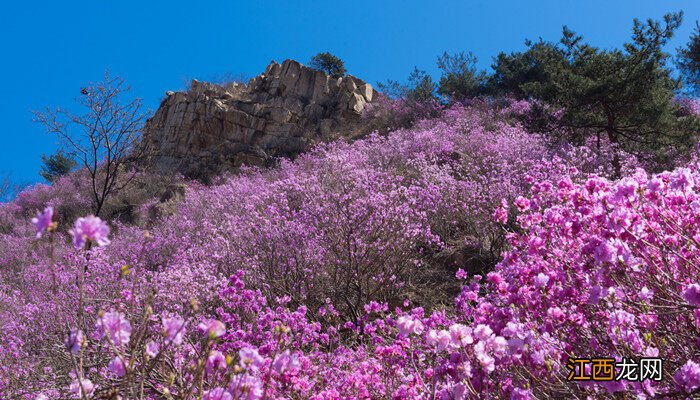 杜鹃花几月开花 杜鹃花几月开