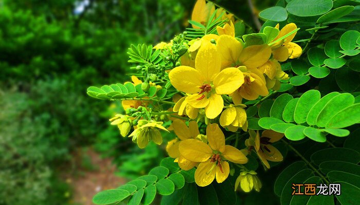 红洋槐花能吃吗有毒吗 红洋槐花能吃吗