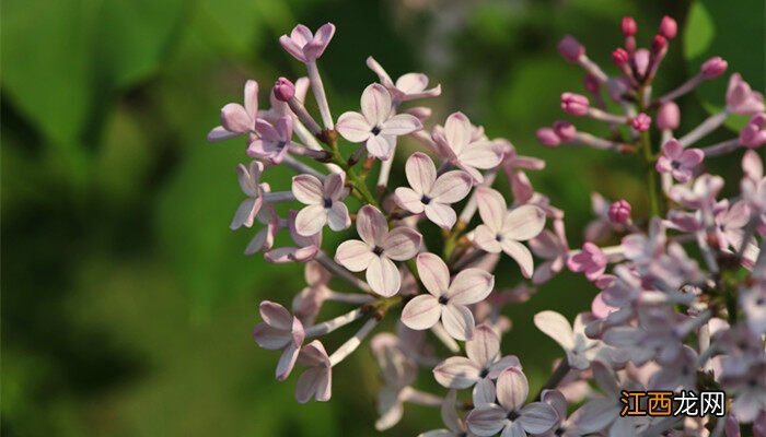 丁香的花语和传说是什么 丁香的花语和传说是什么