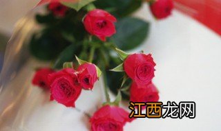 玫瑰花的寓意和花语 关于玫瑰花的寓意和花语