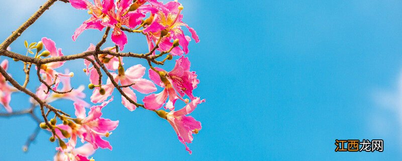 木棉花的栽培方法视频 木棉花的栽培方法