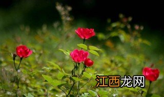 沈阳有什么特产 沈阳的特产有哪些