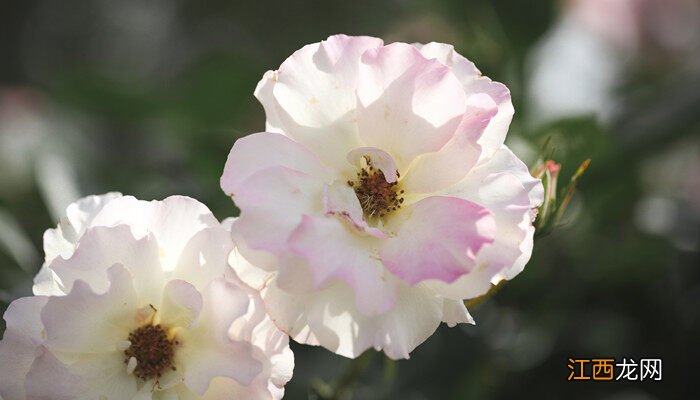 月季花是什么颜色的图片欣赏 月季花是什么颜色的