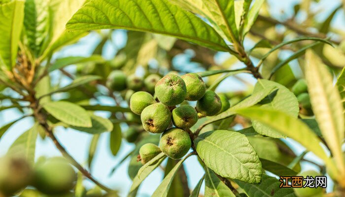 北方枣树苗哪个品种好 枇杷树种植技术