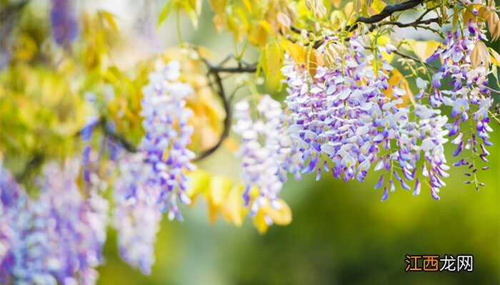 紫藤花树什么时候开花 紫藤萝什么时候开花