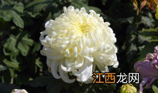 什么是独本菊 独本菊的解释