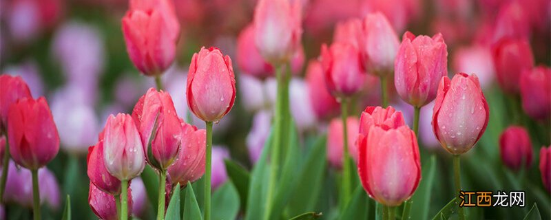 郁金香花语是什么意思 寓意 郁金香花语是什么意思