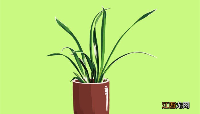 室内观叶植物有哪些特点 室内观叶植物有哪些