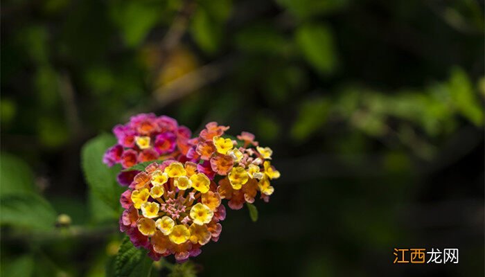 五色梅是一年生还是多年生 五色梅花期能开多久