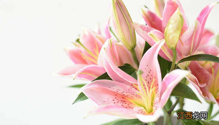 情人节送什么花给女朋友最合适图片 情人节送什么花给女朋友