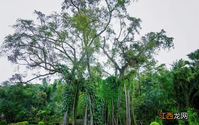 有一种向往，叫做来西双版纳旅游