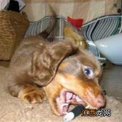 狂犬病狗的症状