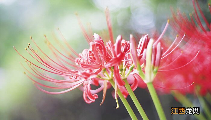 彼岸花播种后多长时间开花啊 彼岸花播种后多长时间开花