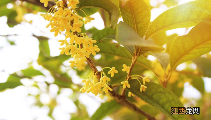 桂花树镇宅还是招鬼 院子里种桂花树的禁忌