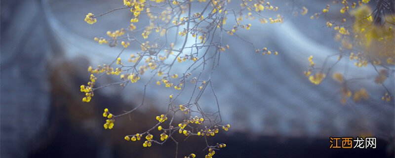 梅花花语象征与寓意 梅花花语