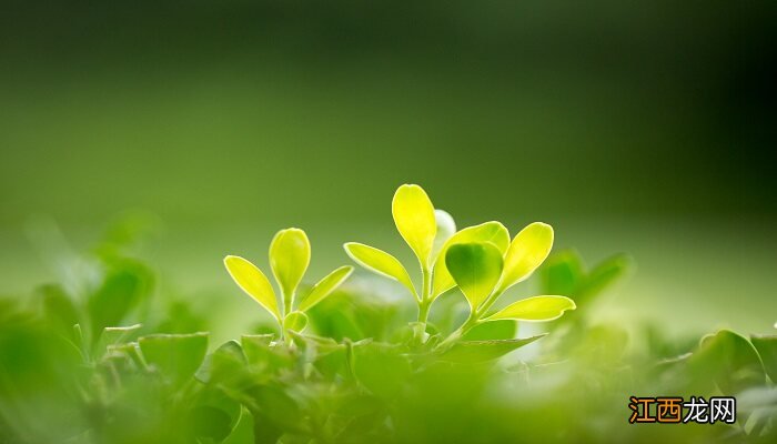 黄杨种植方法视频 黄杨种植方法