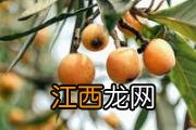 枇杷叶煮水能治寒咳吗 快速治疗风寒咳嗽偏方