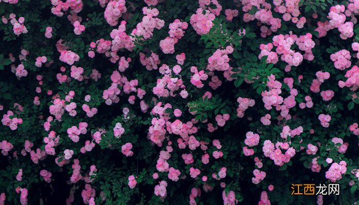 蓝蔷薇花语是绝望 蓝蔷薇花语