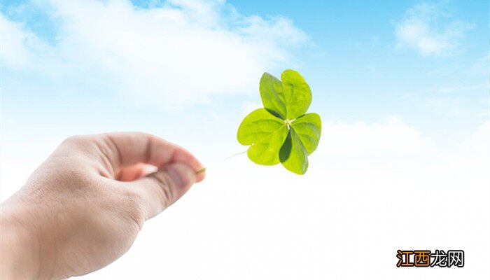 六叶草代表什么意思呢 六叶草代表什么意思