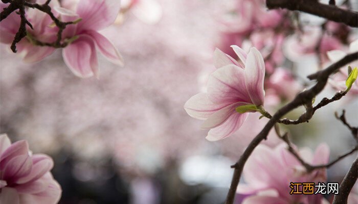 木兰花图片 木兰花的花语和寓意是什么